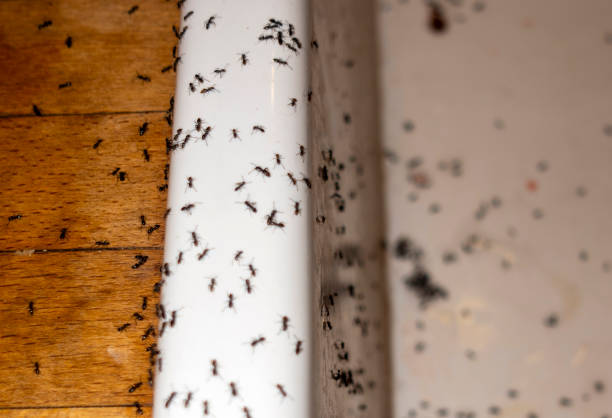 Professional Pest Control in Fruitland, ID